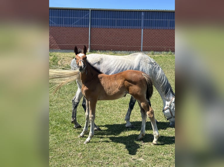 Westphalian Mare Foal (03/2025) Brown in Viersen