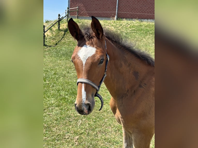Westphalian Mare Foal (03/2025) Brown in Viersen