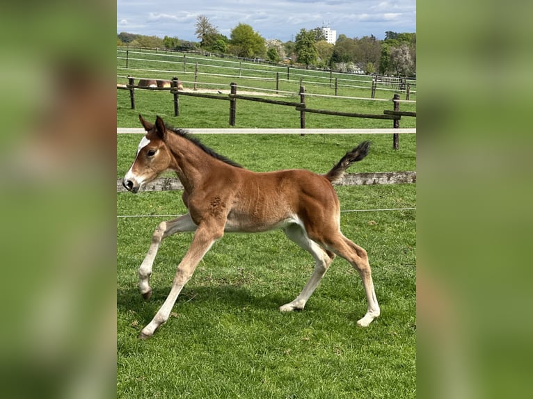 Westphalian Mare Foal (03/2025) Brown in Viersen