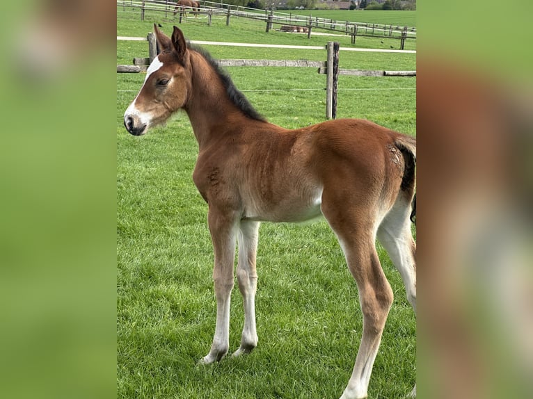 Westphalian Mare Foal (03/2025) Brown in Viersen