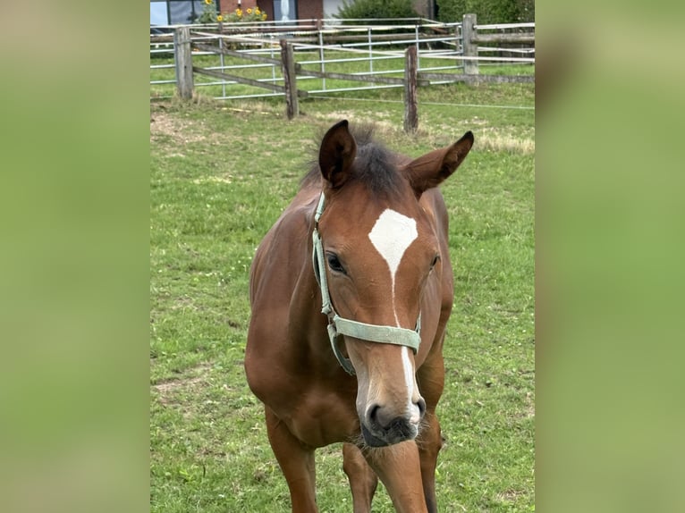 Westphalian Mare Foal (03/2025) Brown in Viersen