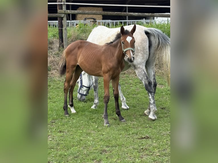 Westphalian Mare Foal (03/2025) Brown in Viersen
