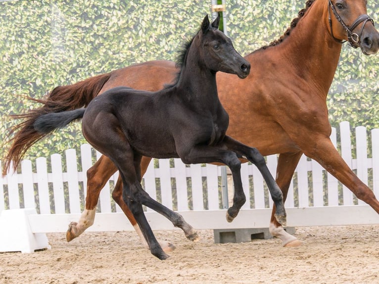 Westphalian Mare Foal (04/2026) Can be white in Mnster-Handorf