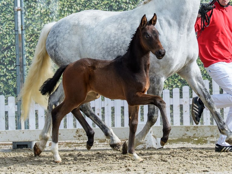 Westphalian Mare Foal (02/2026) Can be white in Münster-Handorf