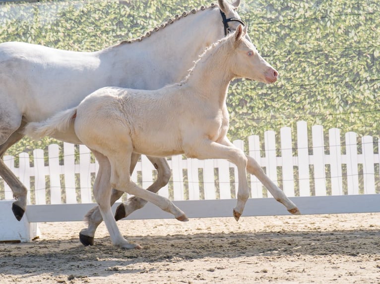 Westphalian Mare  Can be white in Münster-Handorf