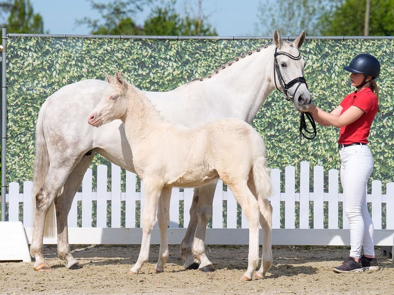 Westphalian Mare  Can be white in Münster-Handorf
