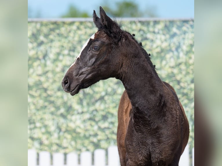 Westphalian Mare  Can be white in Münster-Handorf