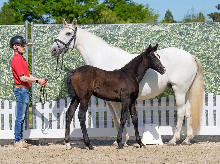 Westphalian Mare  Can be white in Münster-Handorf
