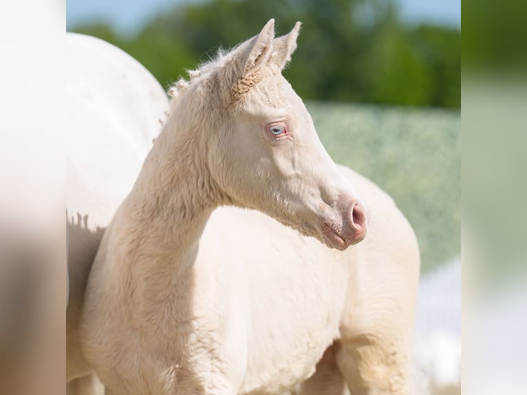 Westphalian Mare  Can be white in Münster-Handorf
