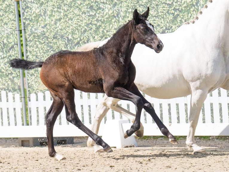 Westphalian Mare  Can be white in Münster-Handorf