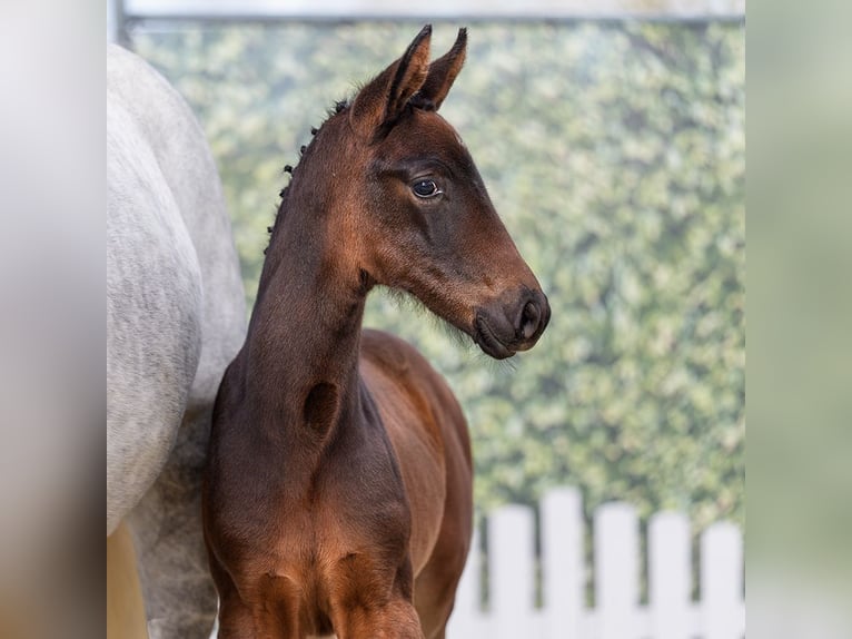 Westphalian Mare Foal (02/2026) Can be white in Münster-Handorf