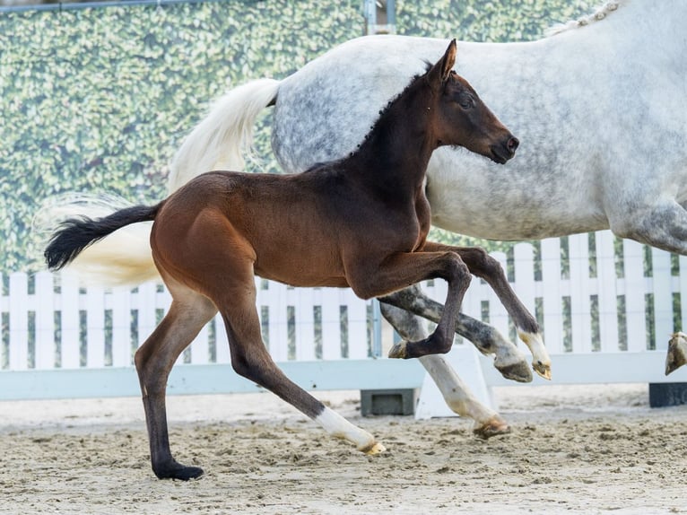 Westphalian Mare Foal (02/2026) Can be white in Münster-Handorf
