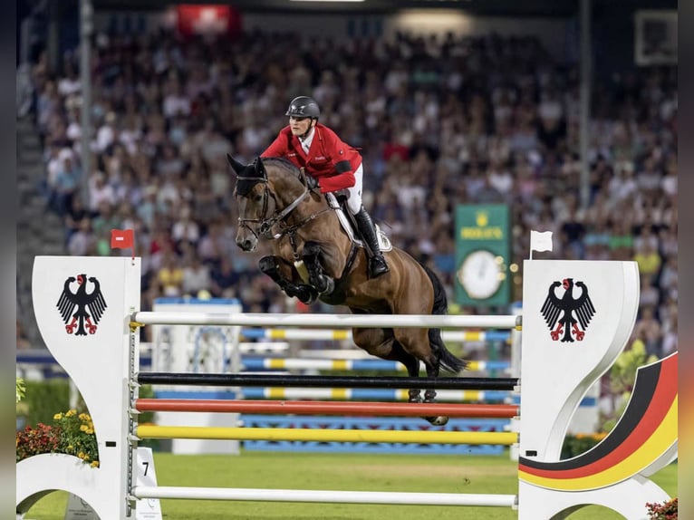 Westphalian Mare  Can be white in Oelde