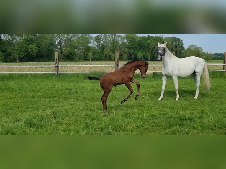 Westphalian Mare  Can be white in Oelde