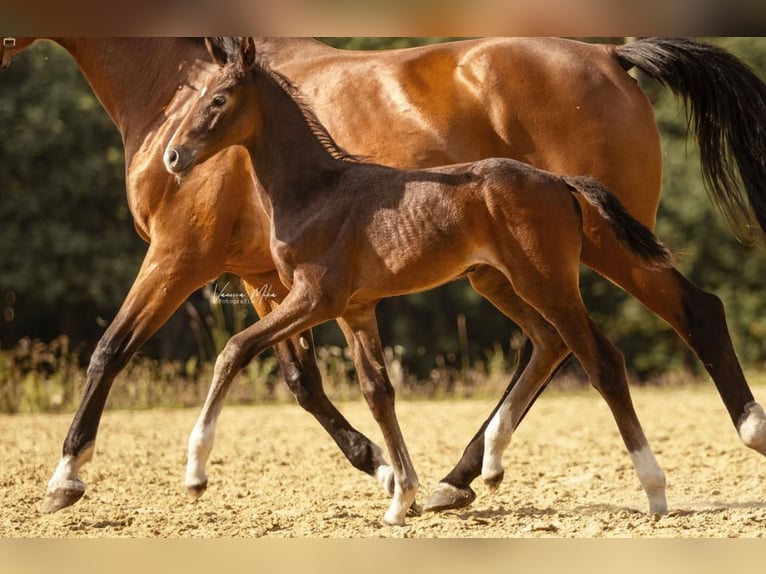 Westphalian Mare Foal (05/2025) Can be white in Hamm
