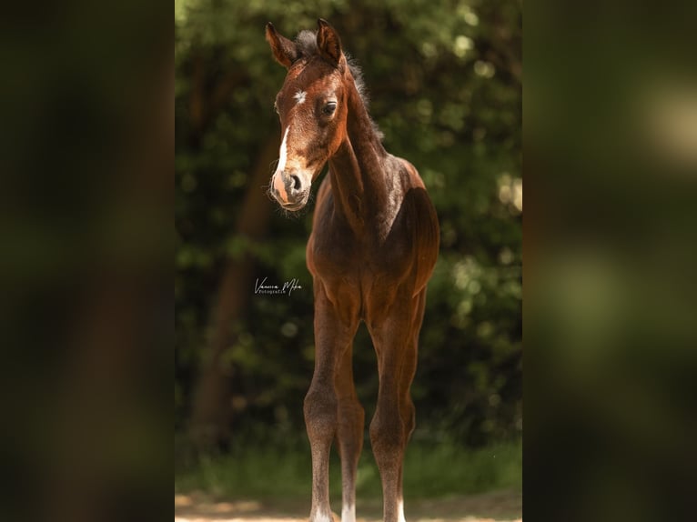 Westphalian Mare Foal (05/2025) Can be white in Hamm