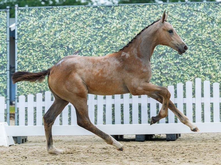 Westphalian Mare Foal (04/2026) Can be white in Mnster-Handorf