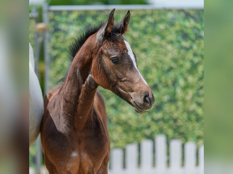 Westphalian Mare Foal (05/2026) Can be white in Mnster-Handorf