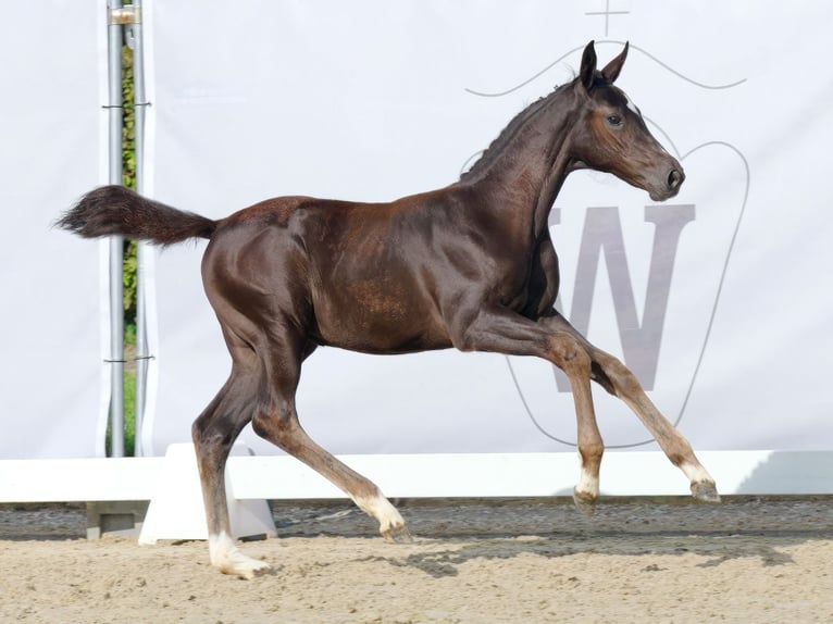 Westphalian Mare Foal (06/2023) Can be white in Münster-Handorf