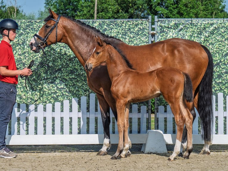 Westphalian Mare  Can be white in M&#xFC;nster Handorf