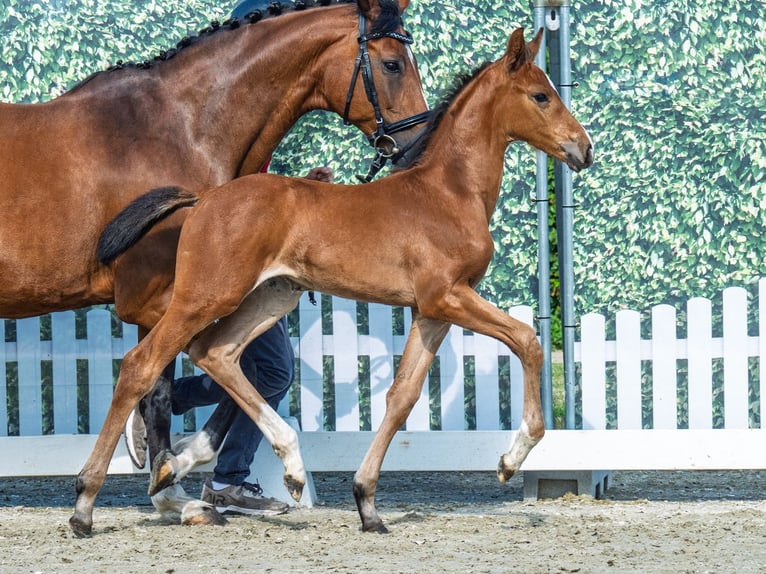 Westphalian Mare  Can be white in M&#xFC;nster Handorf