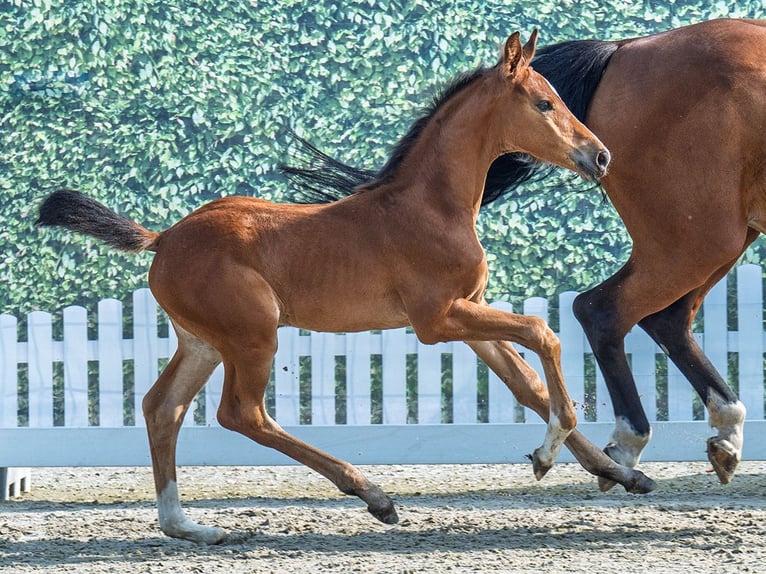 Westphalian Mare  Can be white in M&#xFC;nster Handorf