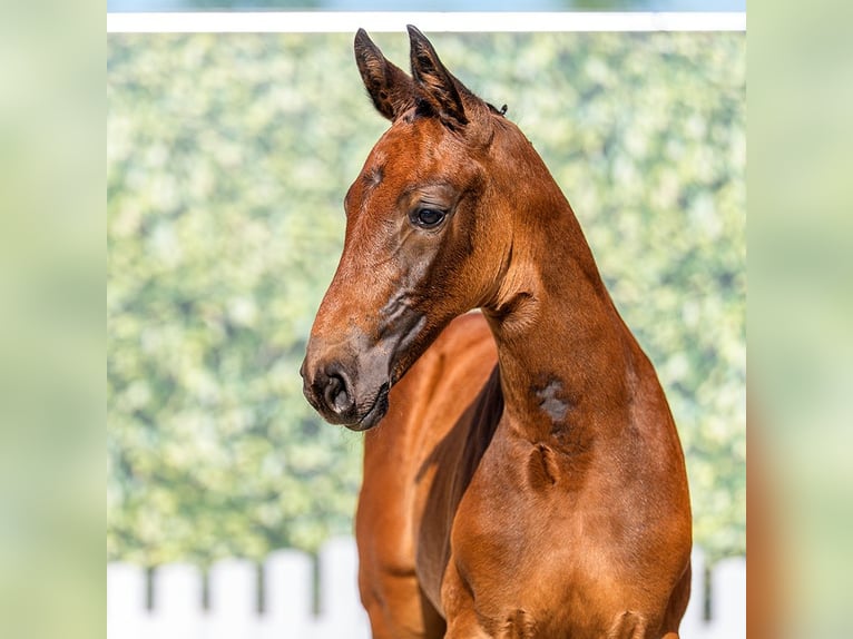 Westphalian Mare Foal (05/2026) Can be white in Riesenbeck
