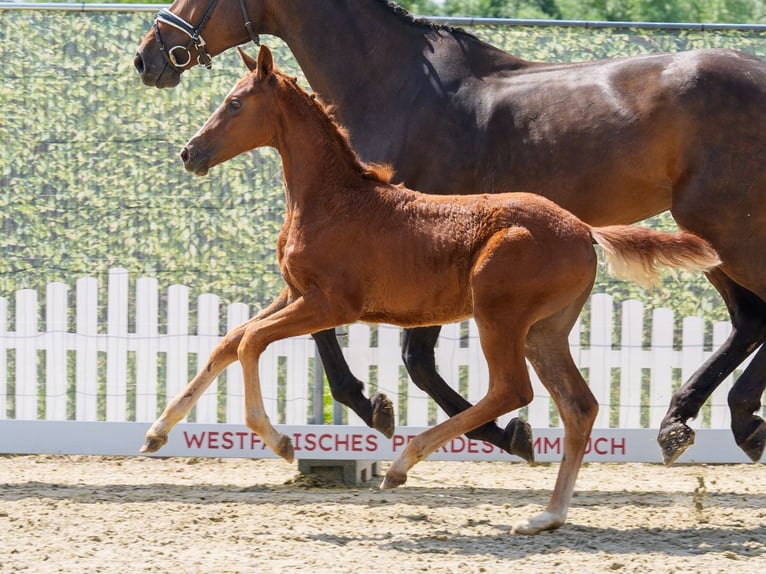 Westphalian Mare Foal (03/2026) Can be white in Riesenbeck