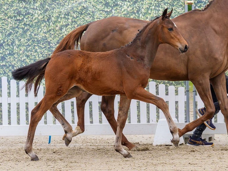 Westphalian Mare Foal (03/2026) Can be white in Riesenbeck