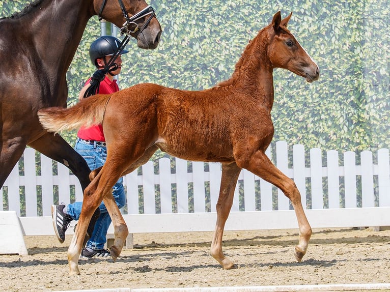 Westphalian Mare Foal (03/2026) Can be white in Riesenbeck