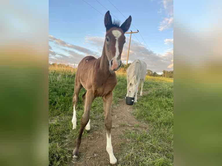 Westphalian Mare  Can be white in Ulrichstein