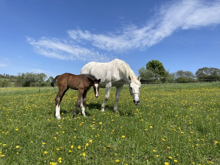 Westphalian Mare  Can be white in Ulrichstein