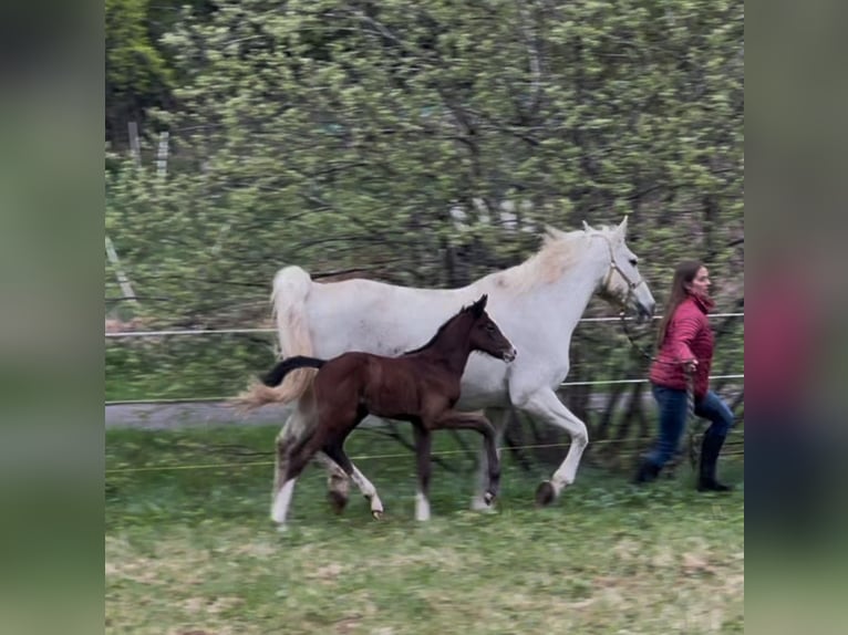 Westphalian Mare  Can be white in Ulrichstein