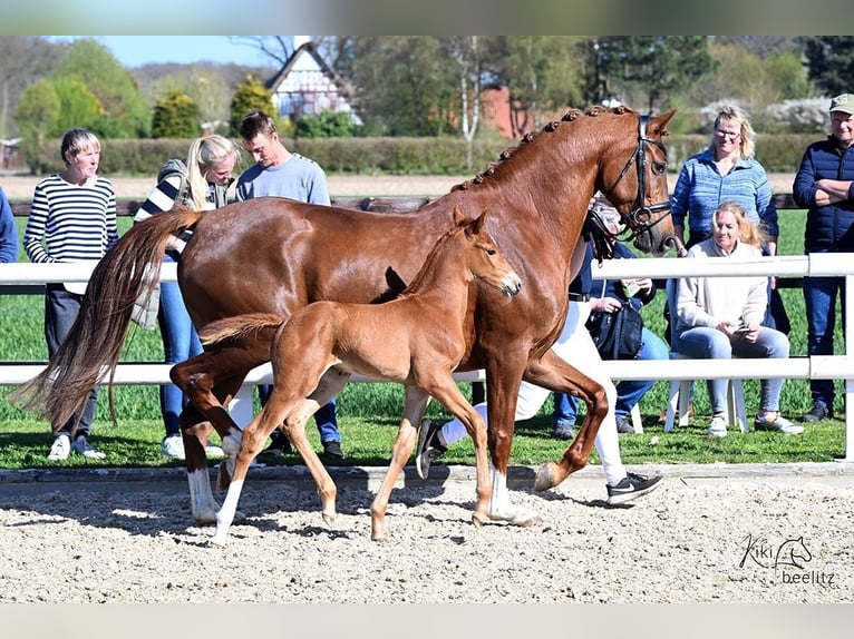 Westphalian Mare  Chestnut in Bremervörde
