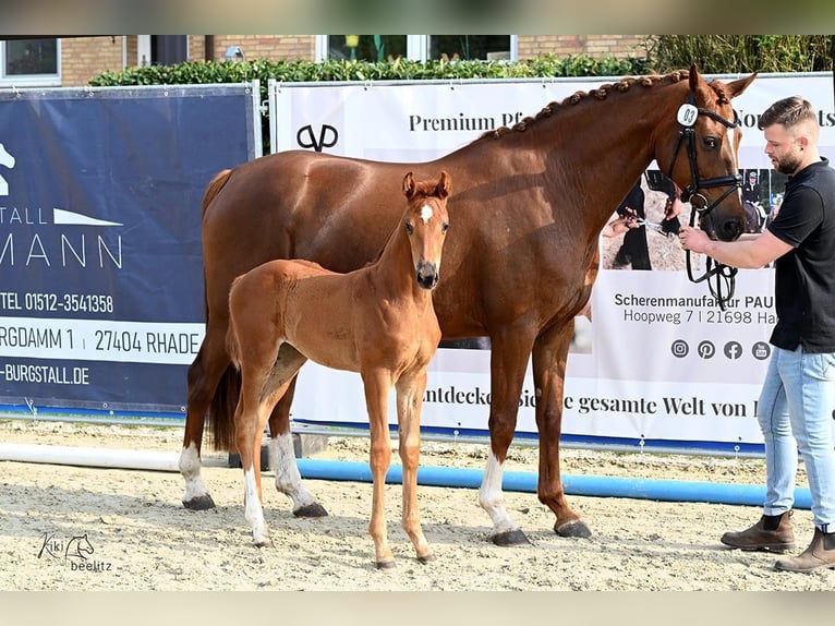 Westphalian Mare  Chestnut in Bremervörde