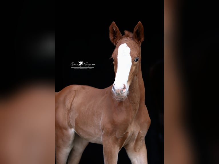 Westphalian Mare Foal (05/2025) Chestnut in Damme
