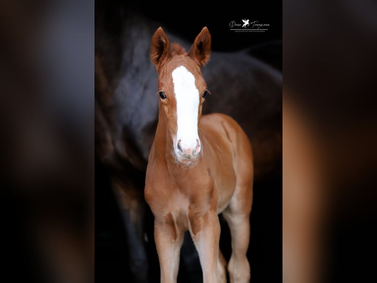 Westphalian Mare Foal (05/2025) Chestnut in Damme