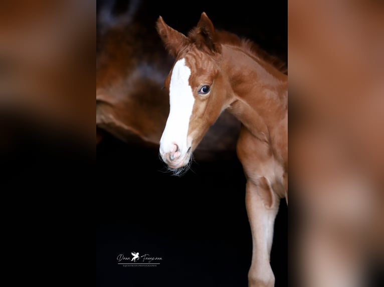Westphalian Mare Foal (05/2025) Chestnut in Damme