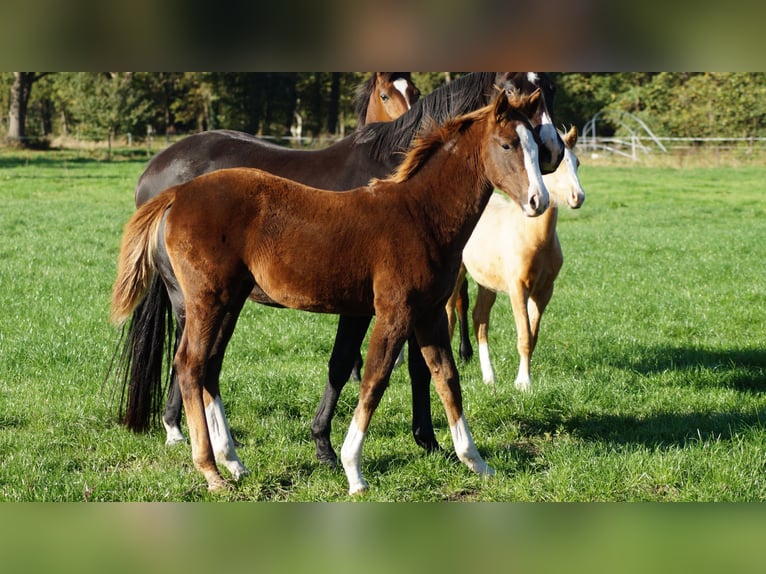 Westphalian Mare Foal (05/2025) Chestnut in Damme