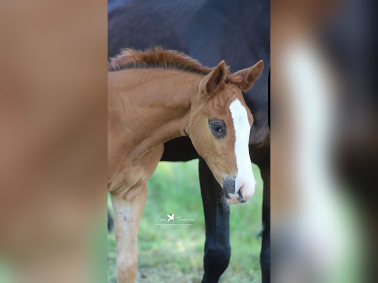 Westphalian Mare Foal (05/2025) Chestnut in Damme