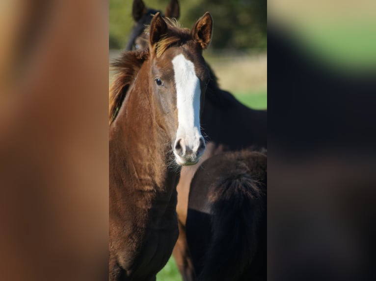 Westphalian Mare Foal (04/2025) Chestnut in Neuenkirchen-V&#xF6;rden