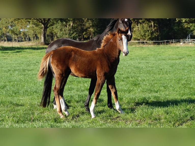 Westphalian Mare Foal (04/2025) Chestnut in Neuenkirchen-V&#xF6;rden