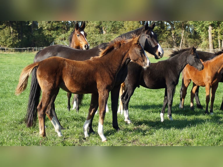 Westphalian Mare Foal (04/2025) Chestnut in Neuenkirchen-V&#xF6;rden