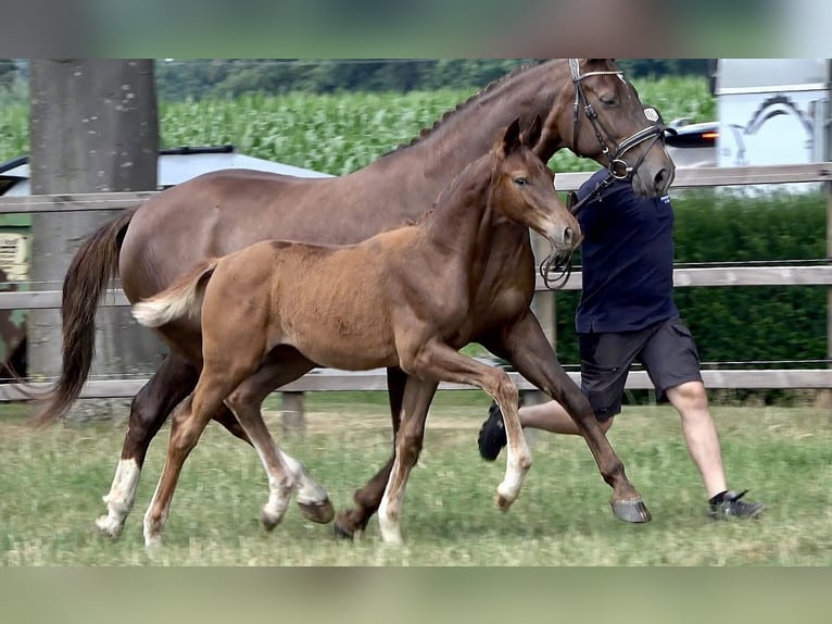 Westphalian Mare Foal (04/2026) Chestnut in Ochtrup
