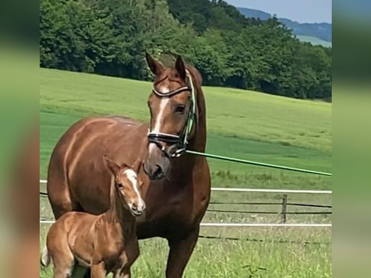 Westphalian Mare Foal (05/2024) Chestnut in Bielefeld