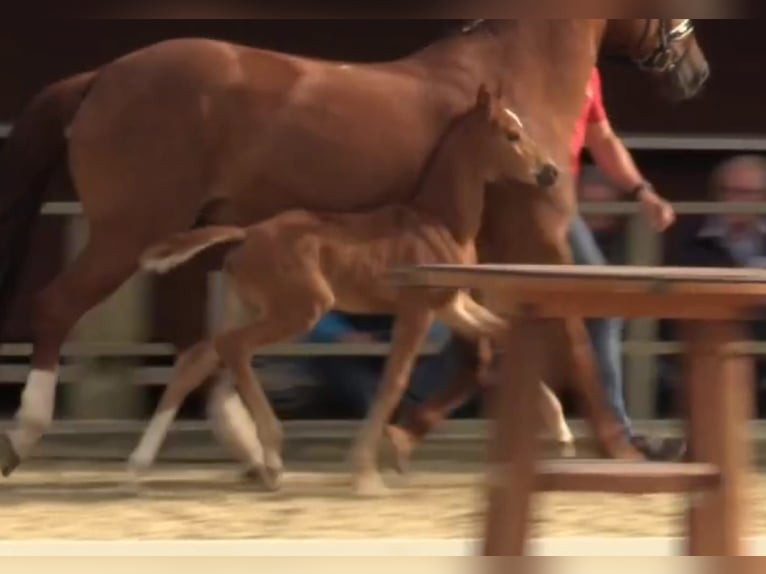 Westphalian Mare Foal (05/2024) Chestnut in Bielefeld