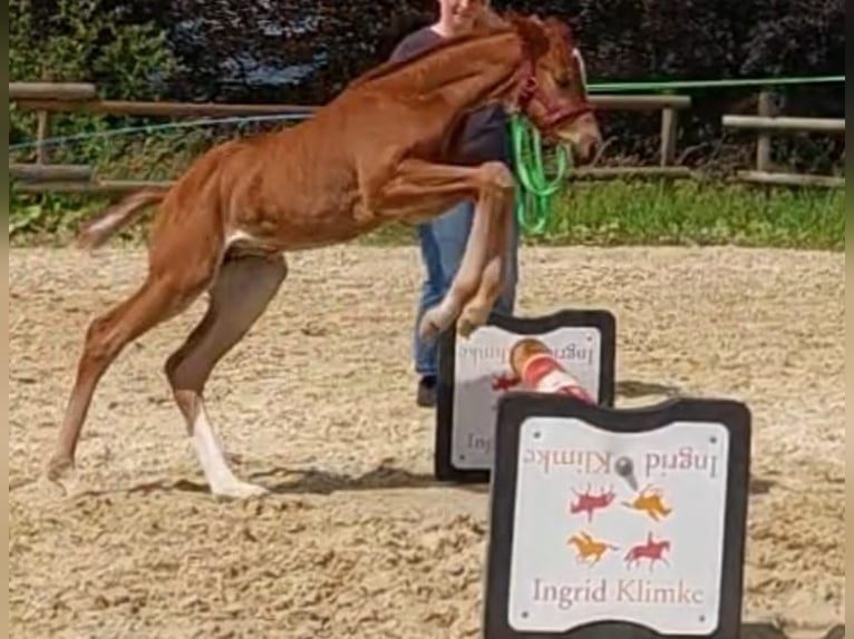 Westphalian Mare Foal (05/2024) Chestnut in Bielefeld