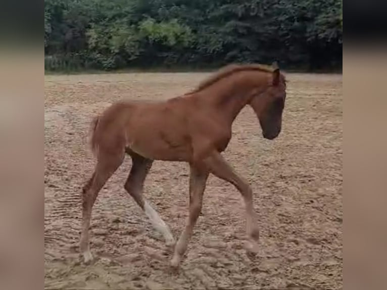 Westphalian Mare Foal (05/2024) Chestnut in Bielefeld