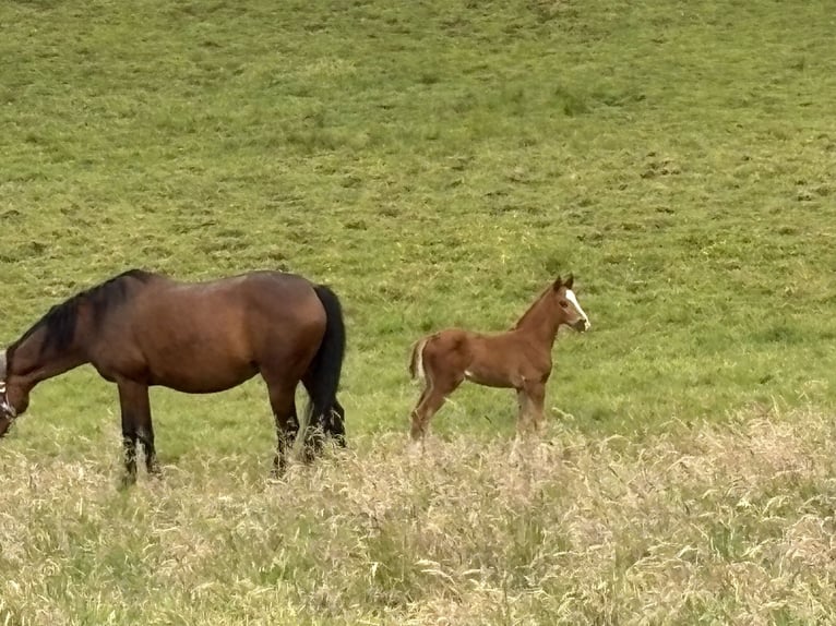 Westphalian Mare  Chestnut in B&#xFC;nde
