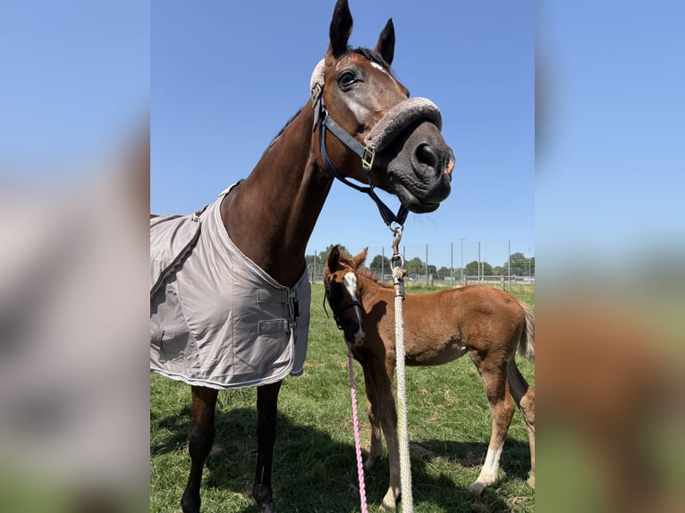 Westphalian Mare  Chestnut in B&#xFC;nde